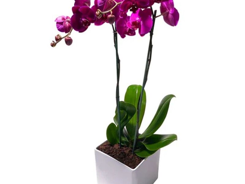 Florero Morado Mexico