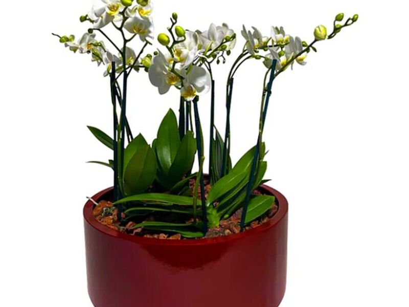 Florero Cafe Mexico