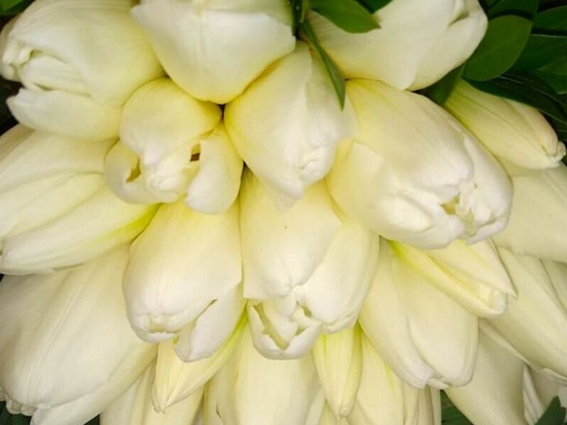 Florero Tulipanes Mexico