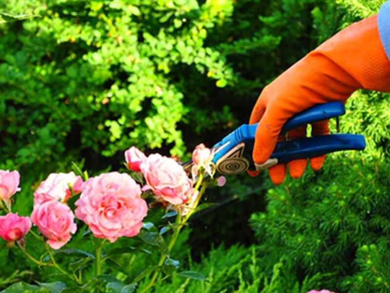 Remodelación de jardines MEXICO