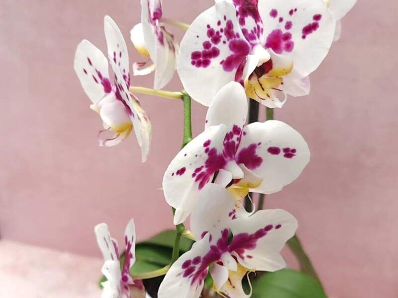 Orquídeas México