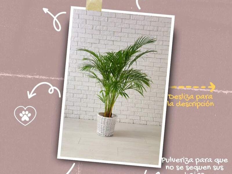 Palma areca méxico