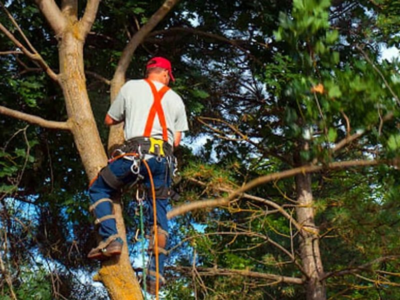 Cortes de árbol MEXICO