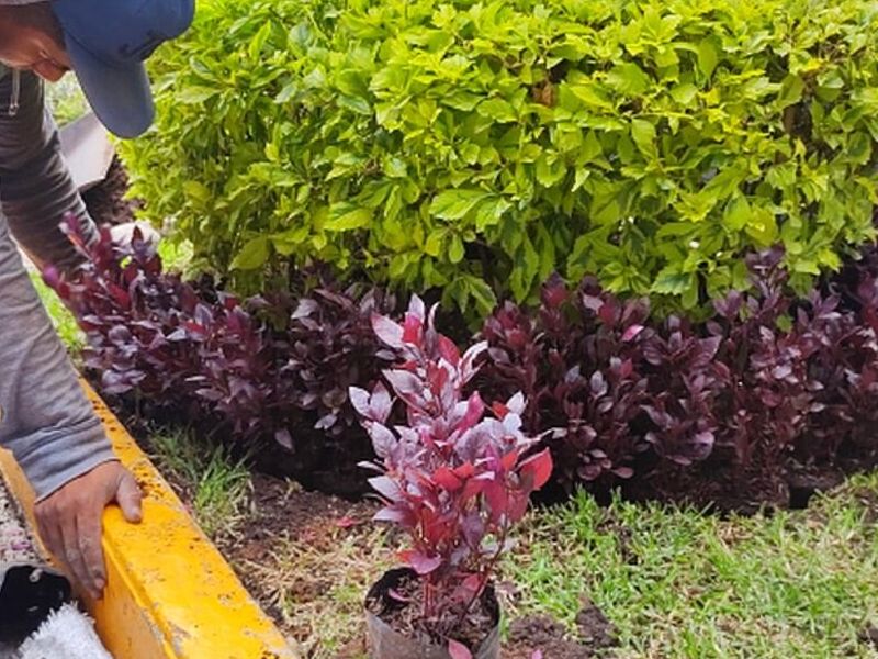 Jardinería  MEXICO