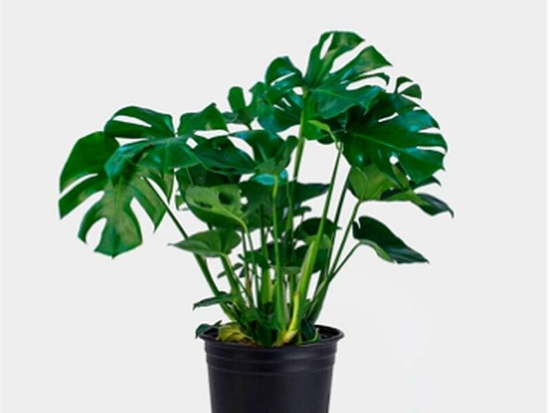 Monstera MEXICO