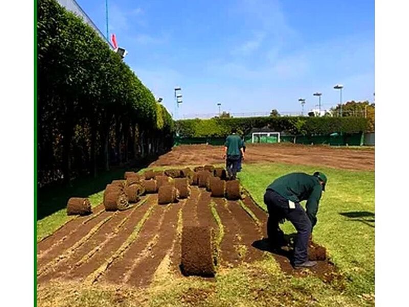 Colocación de césped MEXICO