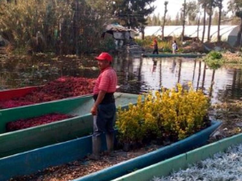 Mantenimiento de jardines MEXICO