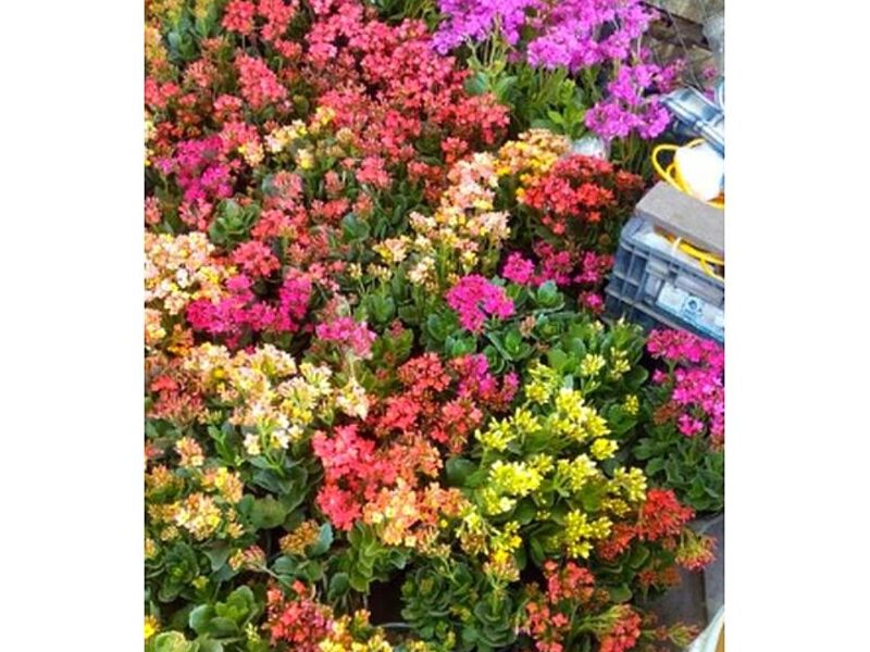 Jardinería  MEXICO