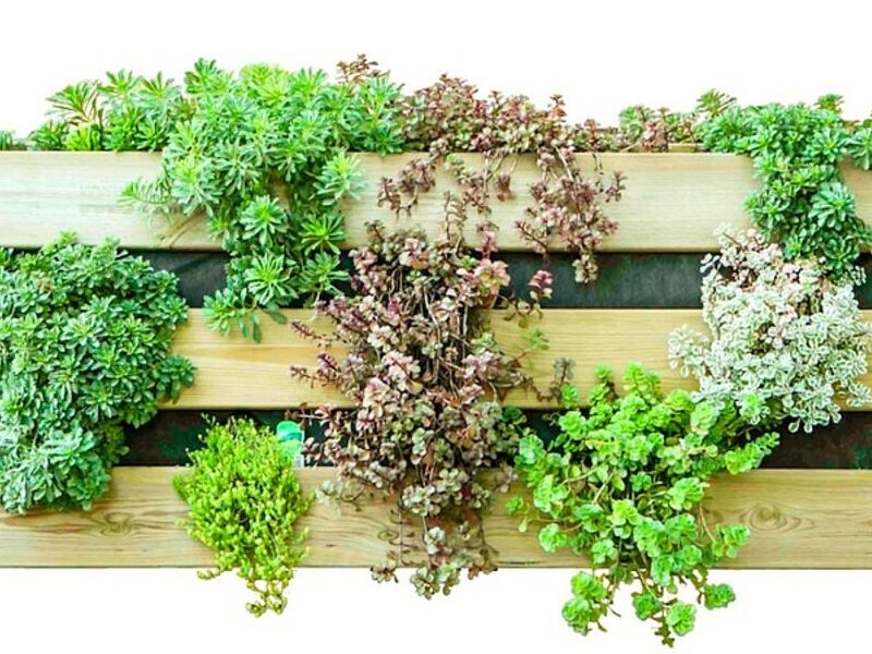 Jardin Vertical Para Pared