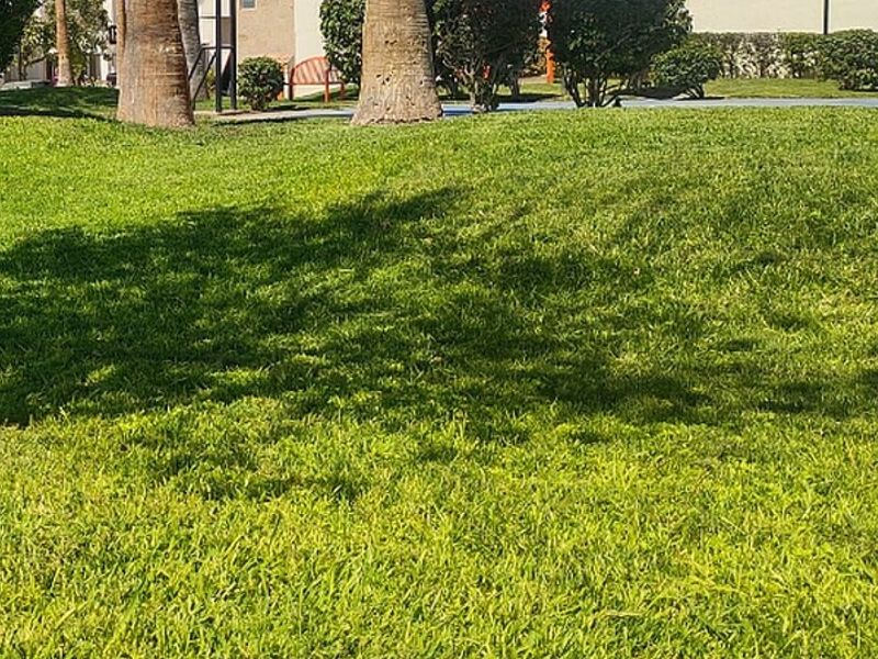 Instalación de pasto MEXICO