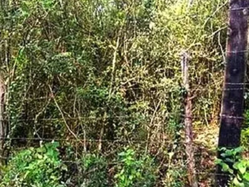 Desmonte MEXICO
