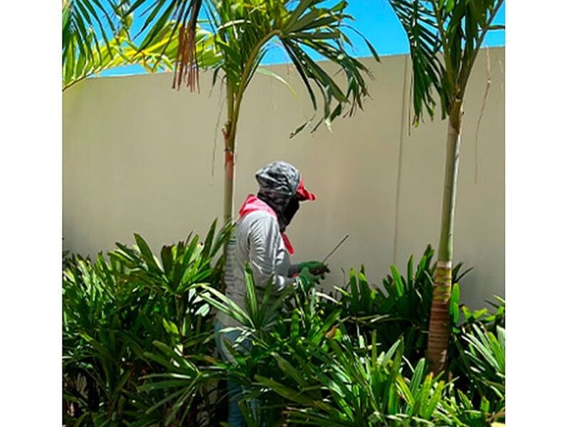 Siembra de plantas MEXICO