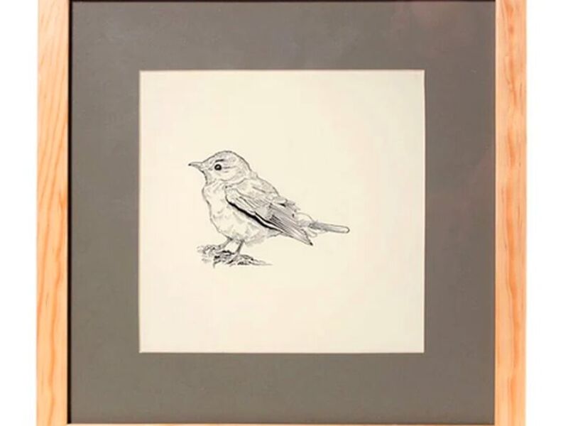 Cuadro Ilustración Pajarito México