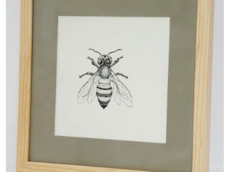 Cuadro Ilustración Insecto México