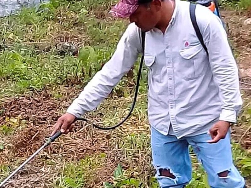 Servicio Fumigación Veracruz