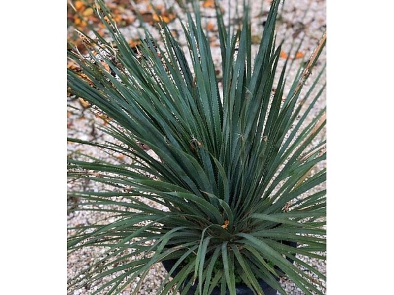 Planta de Palma Sotol MEXICO