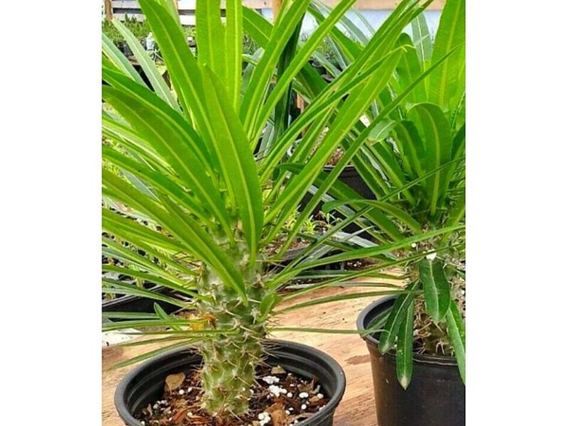 Planta de Palma Madagascar MEXICO