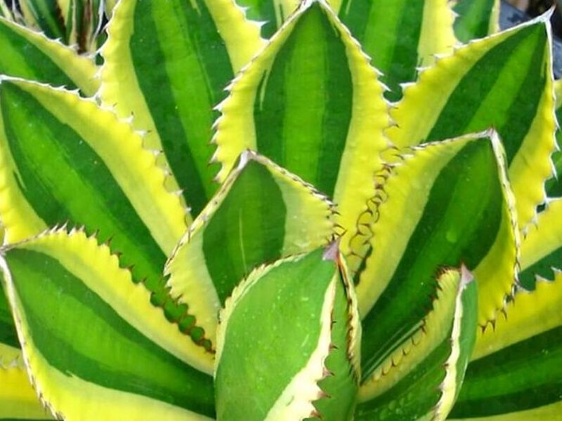 Planta Maguey MEXICO