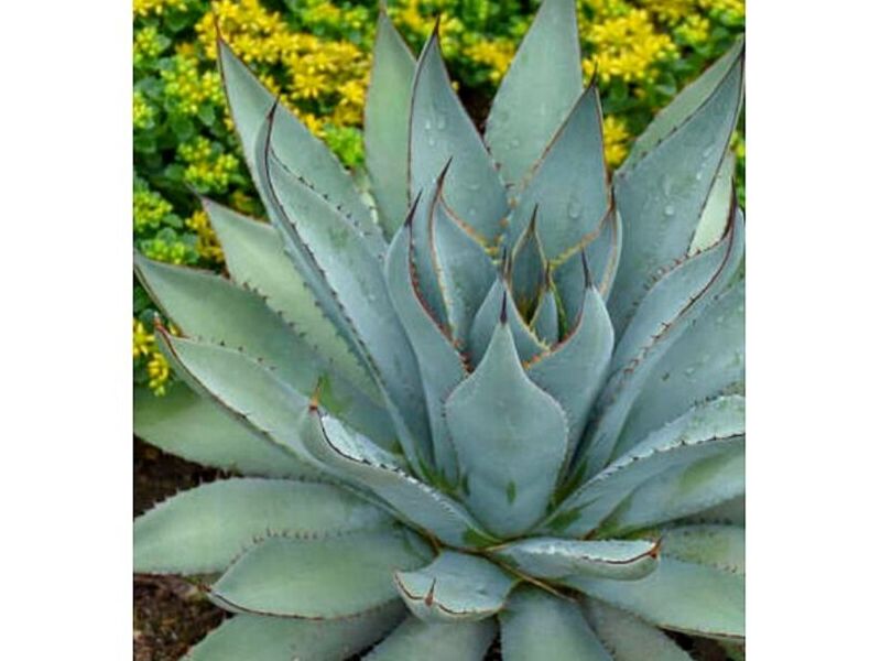 Planta de Agave MEXICO