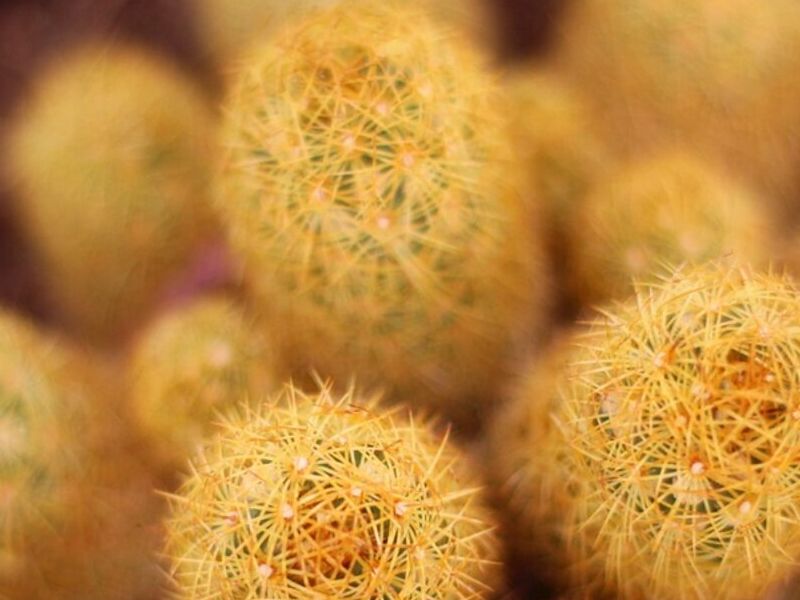 Planta de Cactus MEXICO