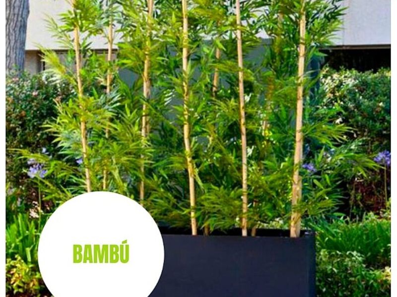 Bambú MEXICO 