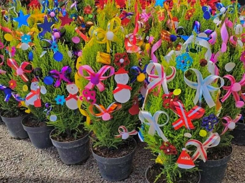 Pinos navideños MEXICO