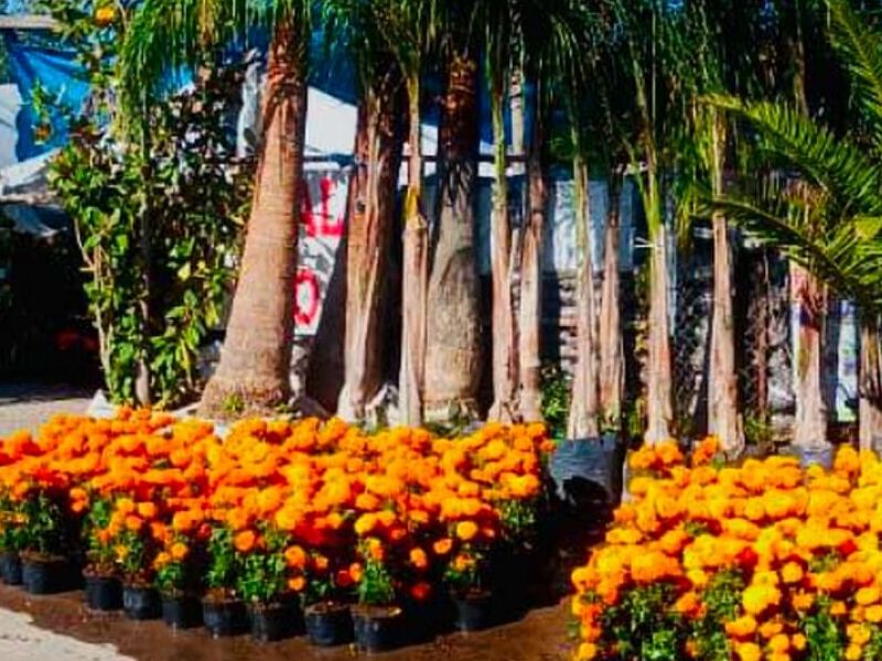 Flor de cempasúchil MEXICO 