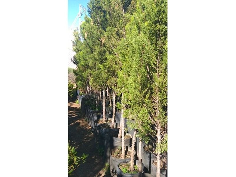 Venta de Arboles MEXICO