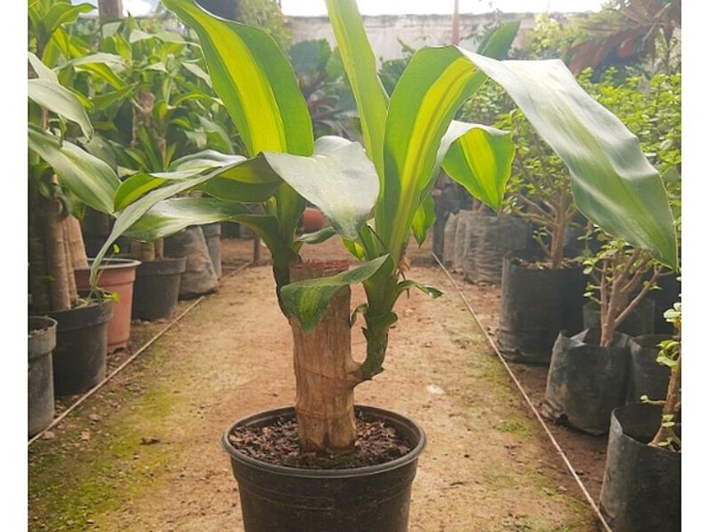 Planta de Interior MEXICO