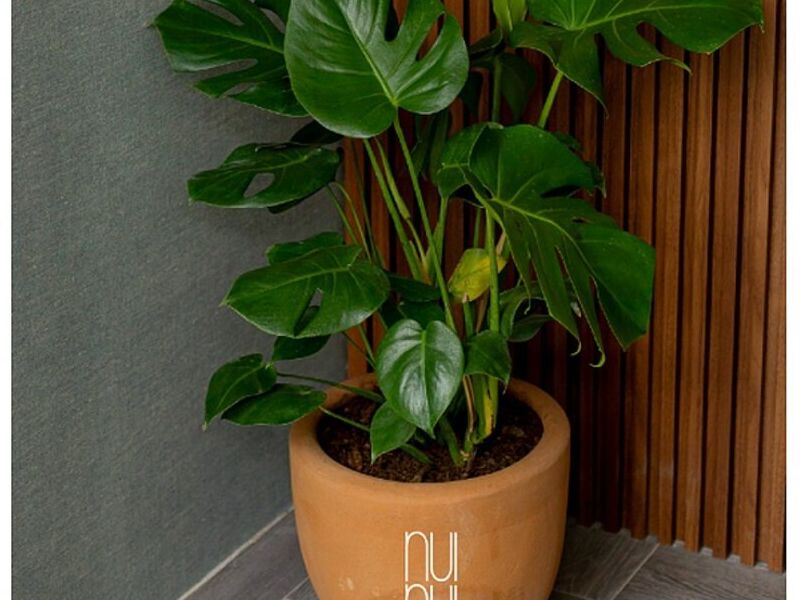 Maceta NUI CDMX