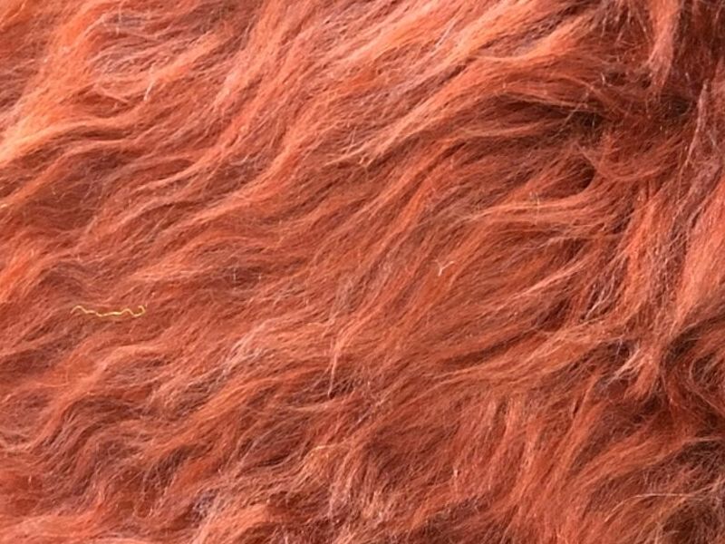 Telas de Peluche Cafe México 