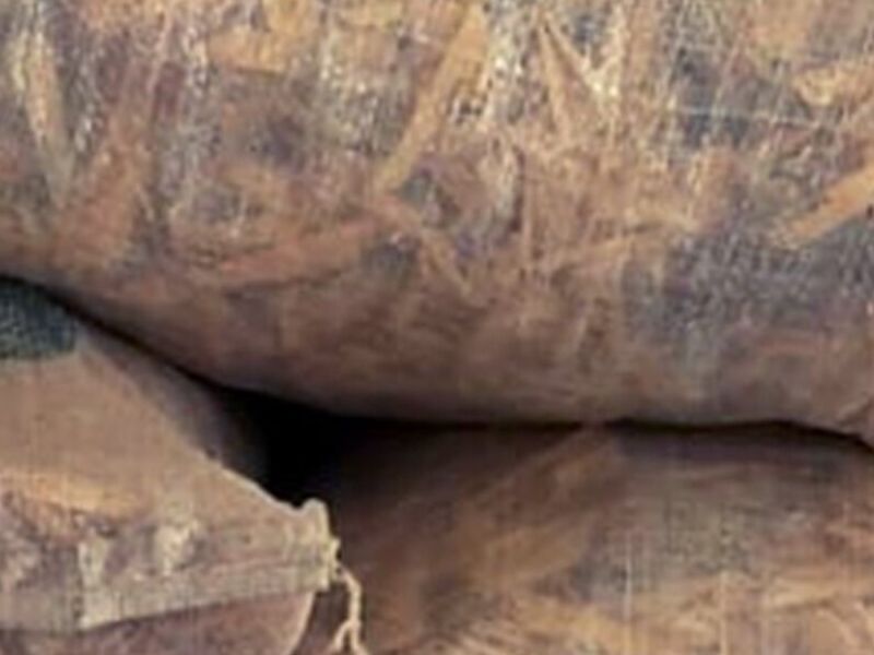 Madera Mulch México