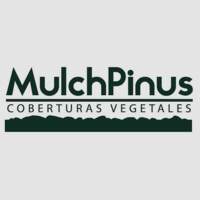 Mulch Pinus
