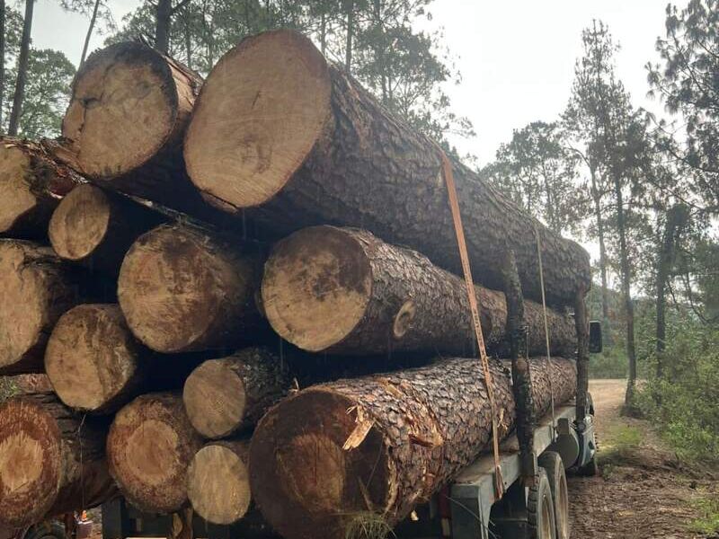 Madera México
