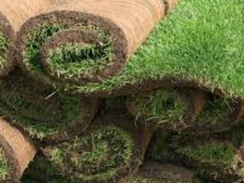 Pasto en rollo Mexico