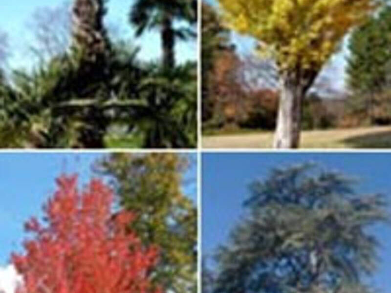 Arboles ya crecidos Mexico