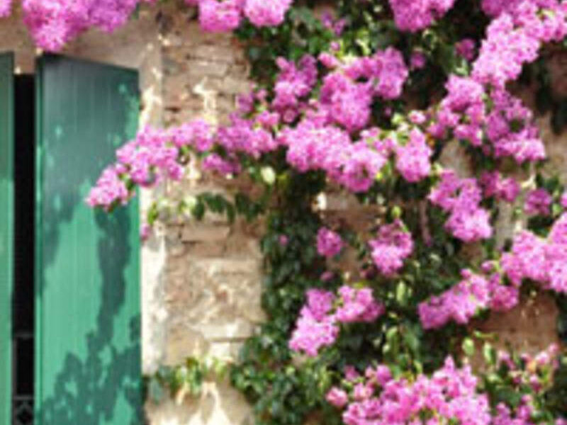 Plantas trepadoras Mexico