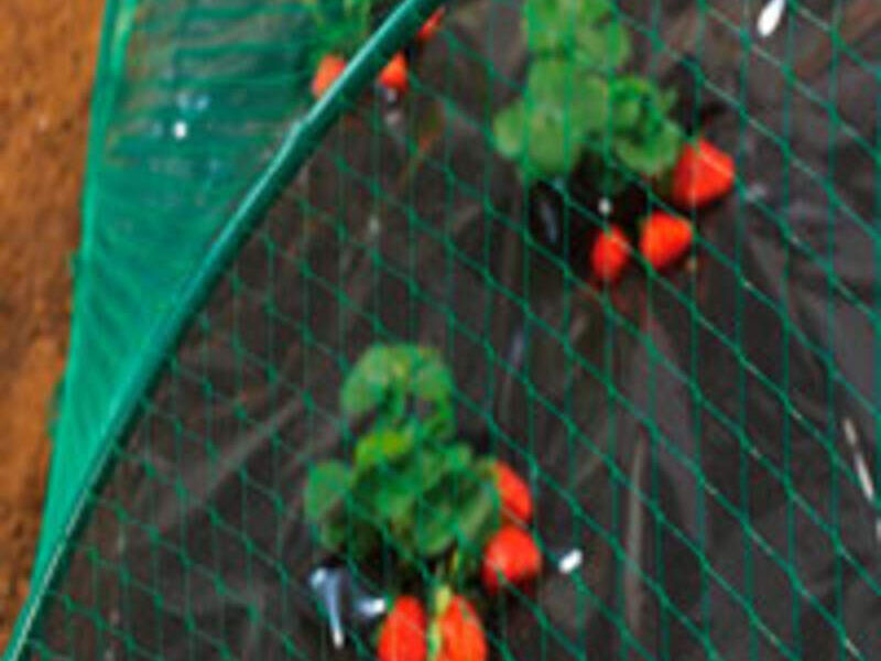 Cultivos de frutas y verduras Mexico