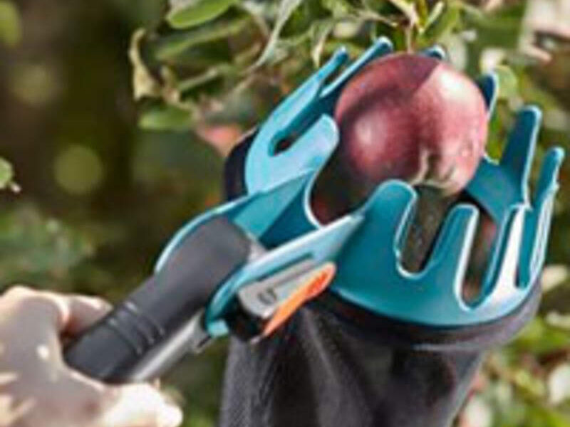 Cosecha de frutos Mexico
