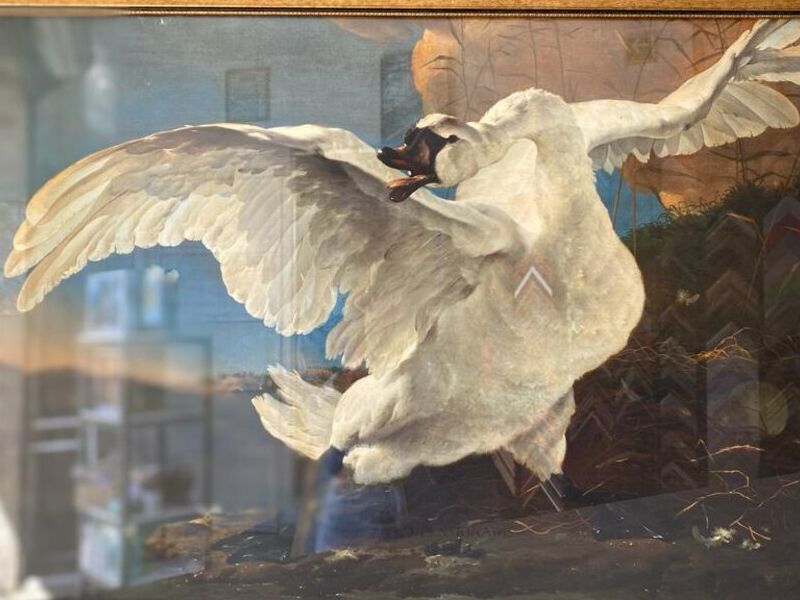 Cuadro Decorativo Cisne Qro