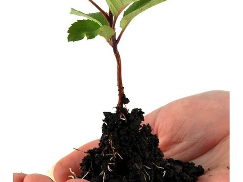 Fertilizantes Tradicionales México