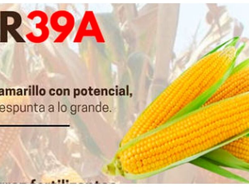 Semilla CERES XR39A México