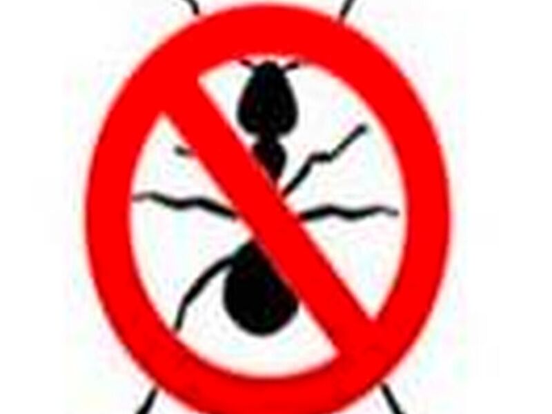 Fumigación de Hormigas México