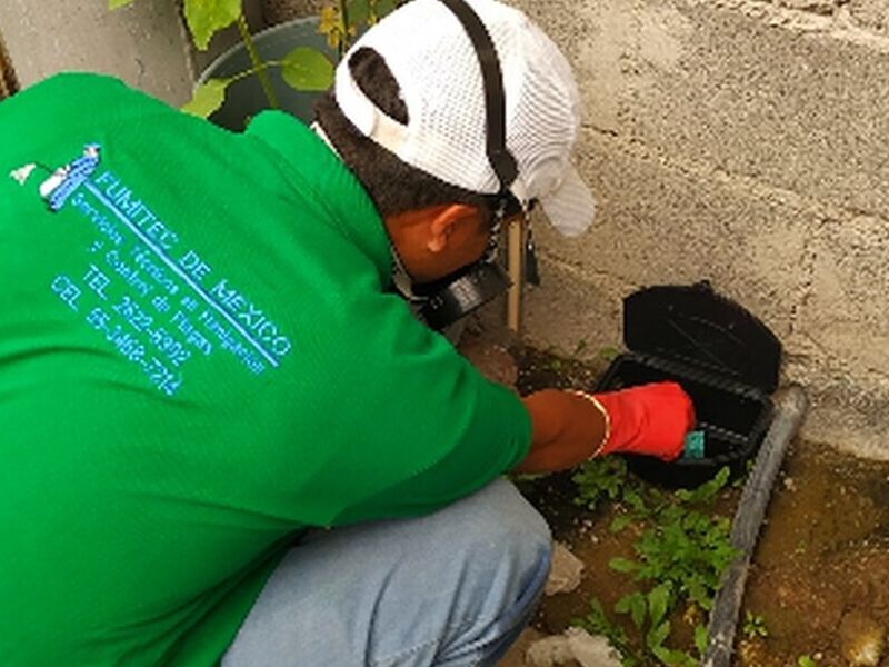 Mantenimiento y control de plagas México