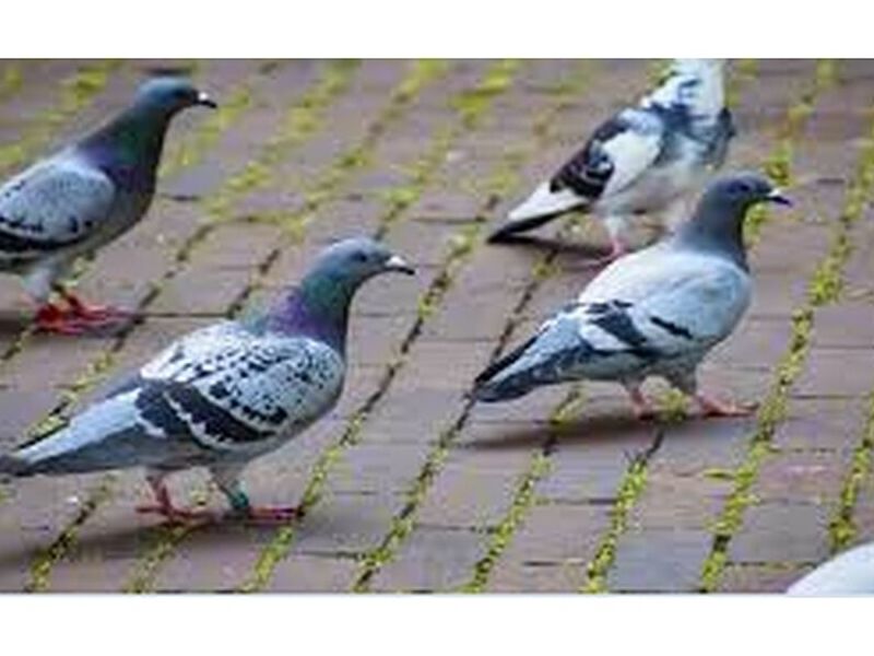 Exclusión de Aves Urbanas México