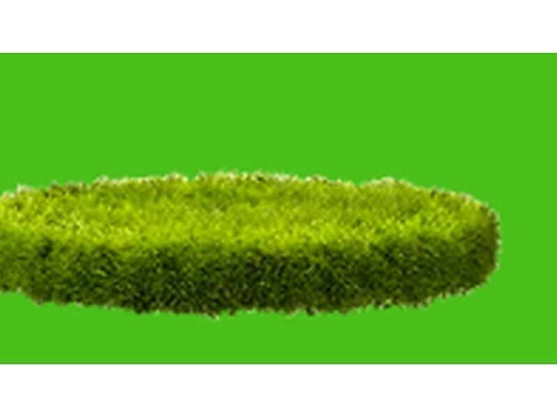 Pasto Zoysia 02 México