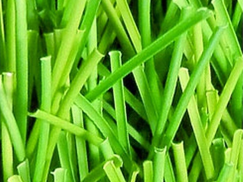 Best Turf YFII MÉXICO