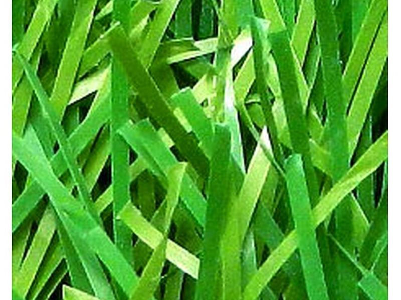 StemGrass MÉXICO