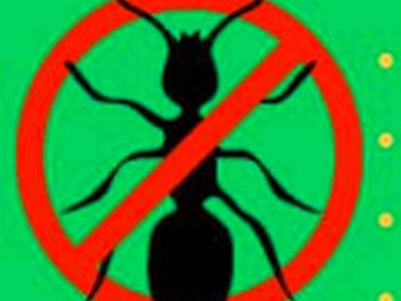 Control de Hormigas México