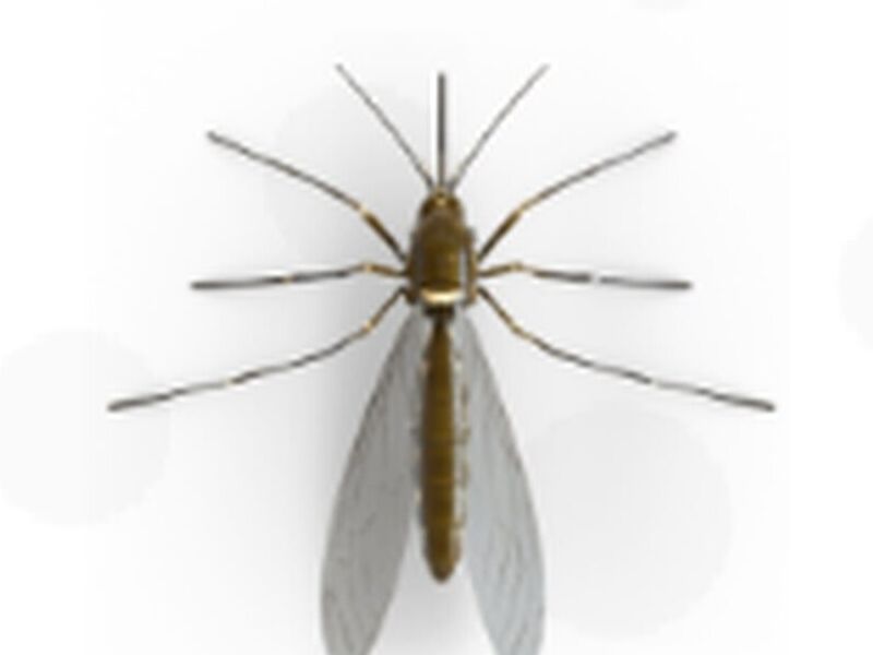 Fumigación de Mosquitos México